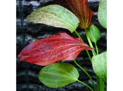 Эхинодорус Красный Феникс,  сгрузом Эхинодорус Красный Феникс,  сгрузом